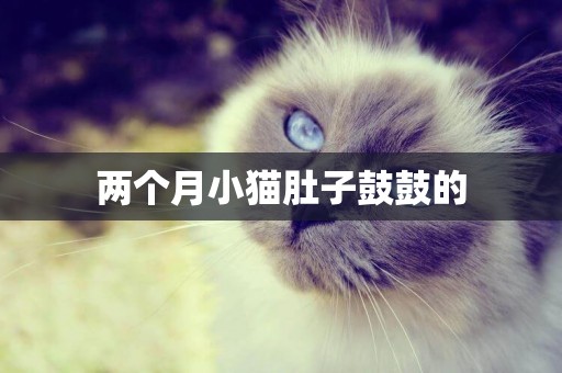 两个月小猫肚子鼓鼓的